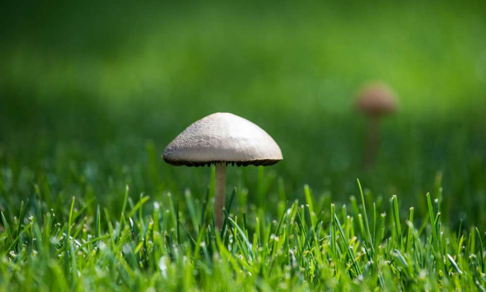 How To Treat Lawn Fungus