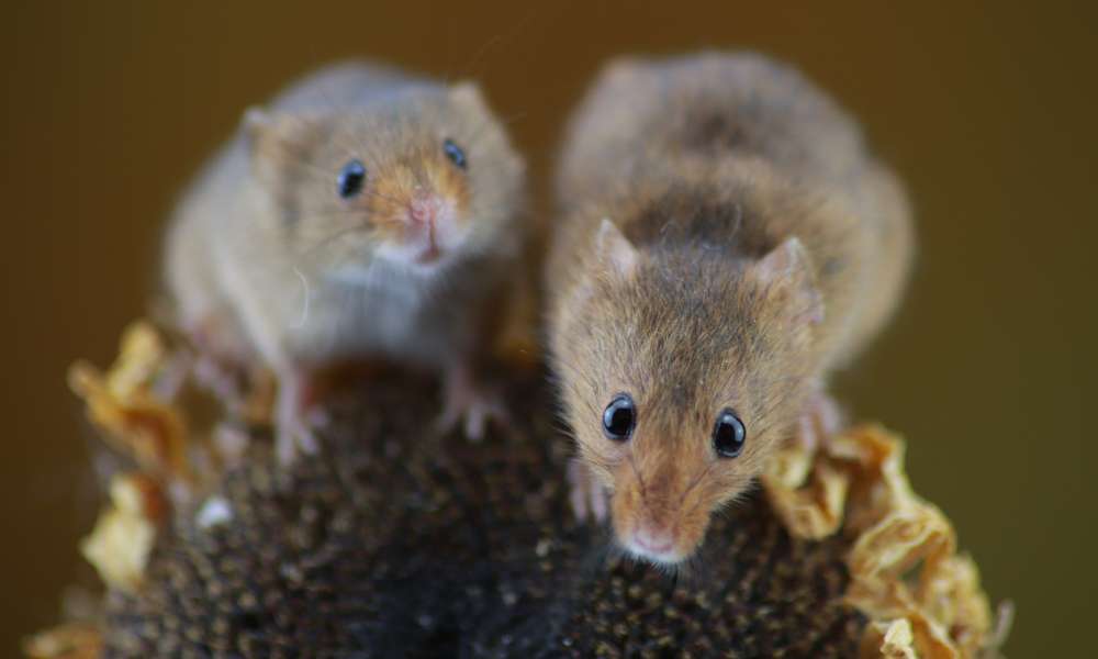 How Can Mice Squeeze Through Small Spaces?